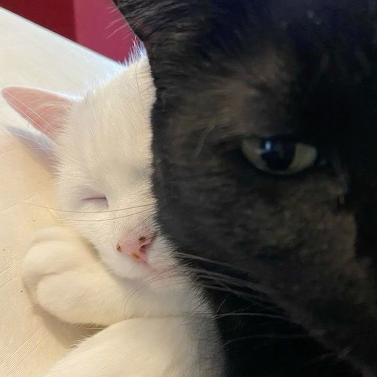 mikahisu archive ˎˊ˗ tweet media