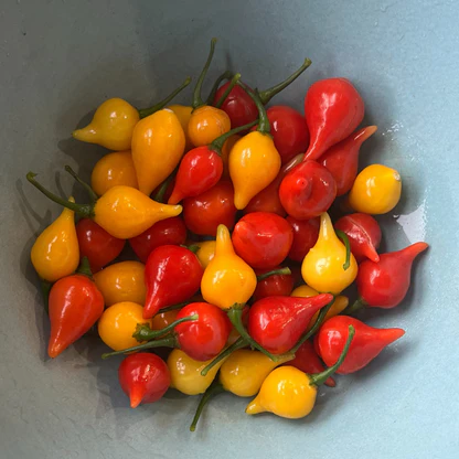 franhoepfner's tweet photo. when these guys are in a salad I'm eating I go crazy https://t.co/XhrIjQbFMH