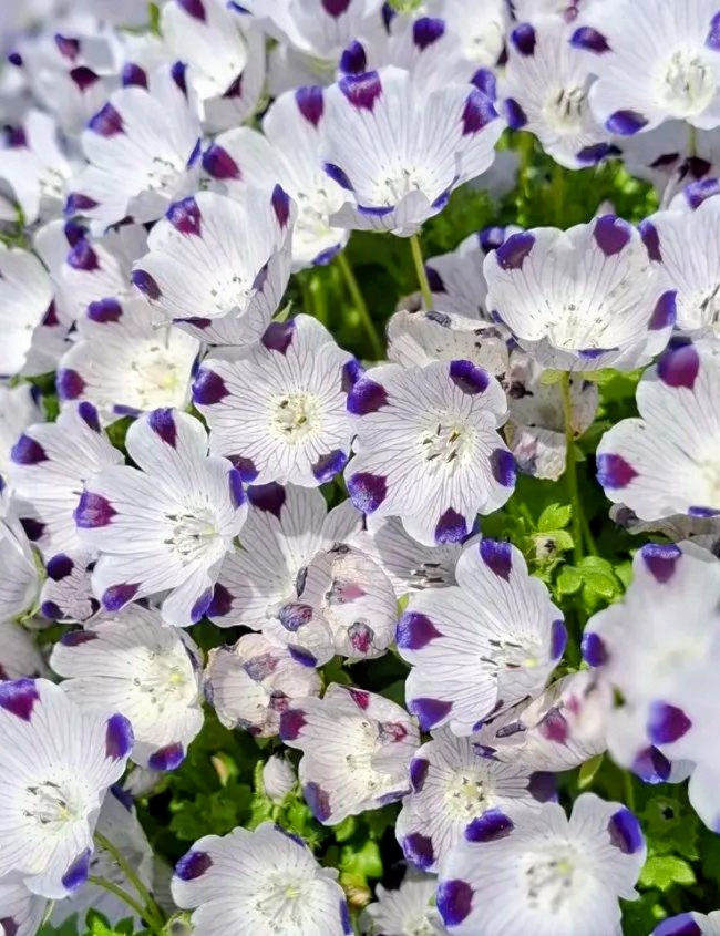 官兵衛君パパ tweet media