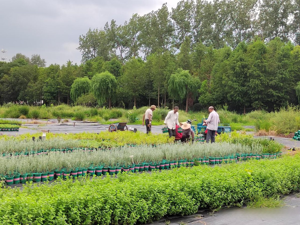 donagioficial's tweet image. " Green Club: Plant a Tree, Grow a Community! Join us this Sat (10 AM, Park West) to plant saplings + swap houseplants. Bring a reusable bag—free snacks for all! Tag a friend who loves nature  #EcoAction #CommunityGrowth"