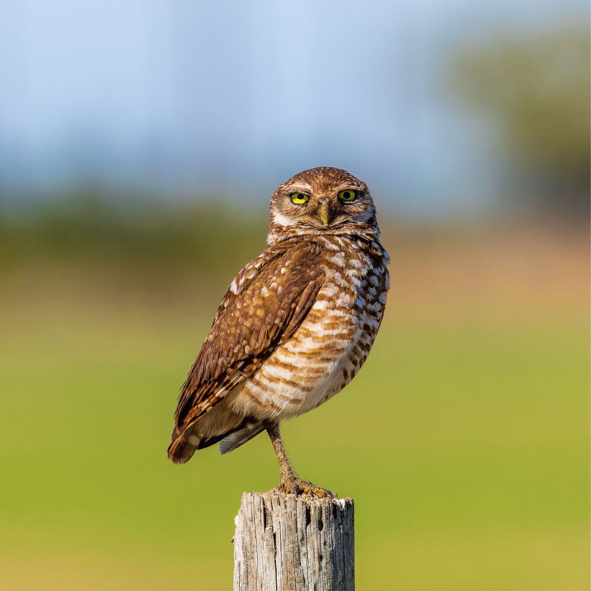 rch's tweet photo. Burrowing Owls are awesome.

@CanonUSA R5 Mk II - RF100-500 https://t.co/6C9152P2wN