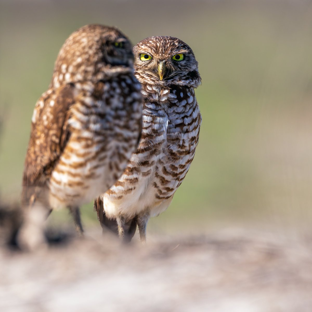 rch's tweet photo. Burrowing Owls are awesome.

@CanonUSA R5 Mk II - RF100-500 https://t.co/6C9152P2wN