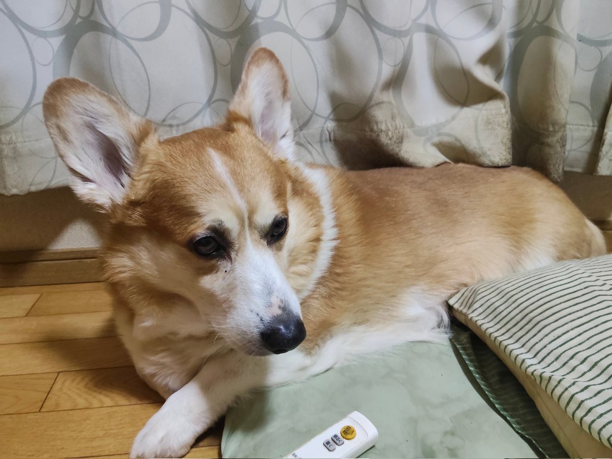 こぎ父 tweet media