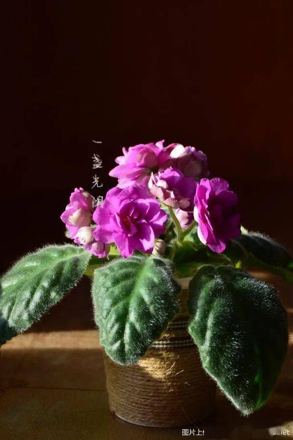 narayanan tweet media