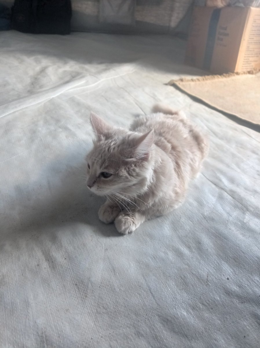 I'm logging out but before I leave I wanna remind you all of <a href="/AserSewar2/">🇵🇸 🥀Asser sewar From Gaza🕊️𓆎𓅓𓏏𓊖</a> 😿
She is a PREGNANT mother.
She has anemia. This is not good during pregnancy. She keeps telling me she wishes they were "bombed with a nuclear weapon so they'd die easily."
Donate: chuffed.org/project/132830…