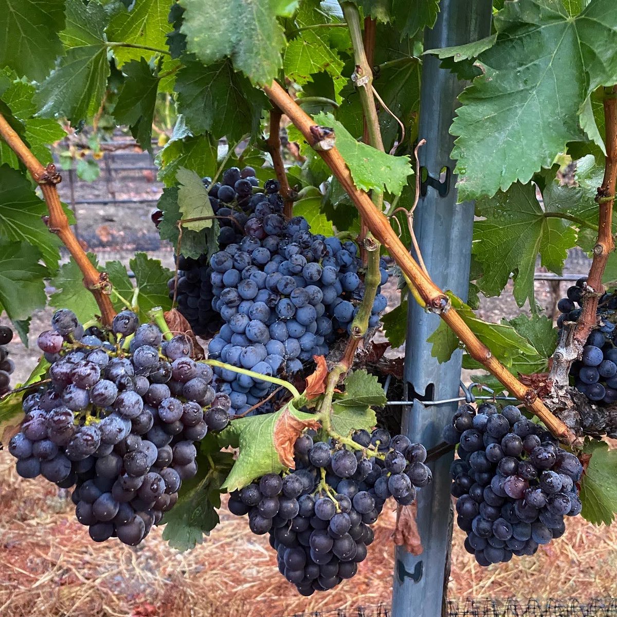 Carr Winery tweet media