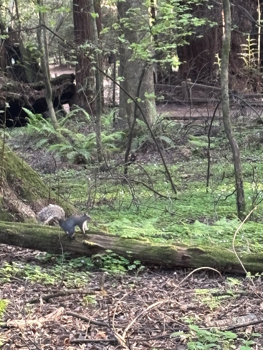 aaliyah simone tweet media