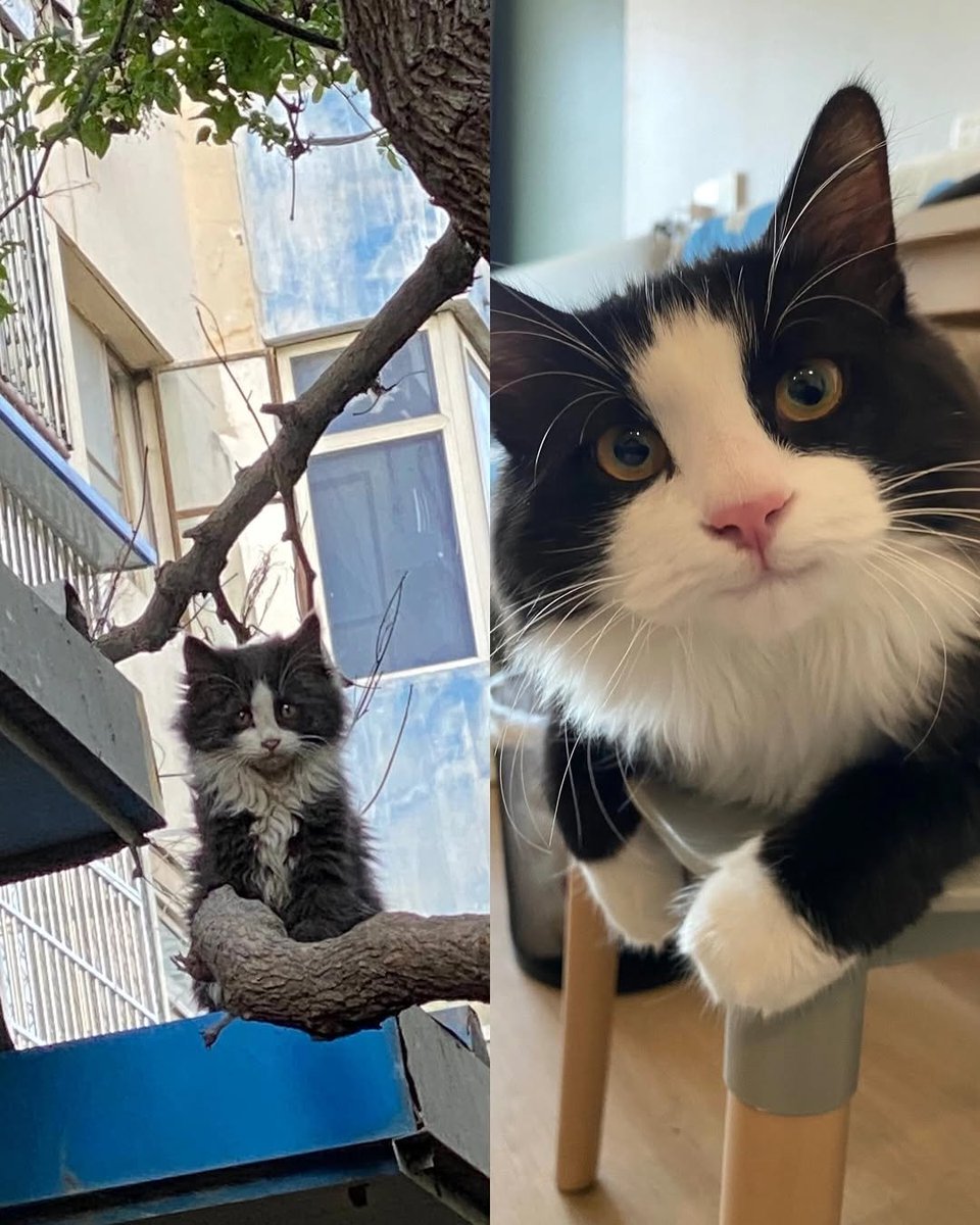 Cat 🐈 tweet media