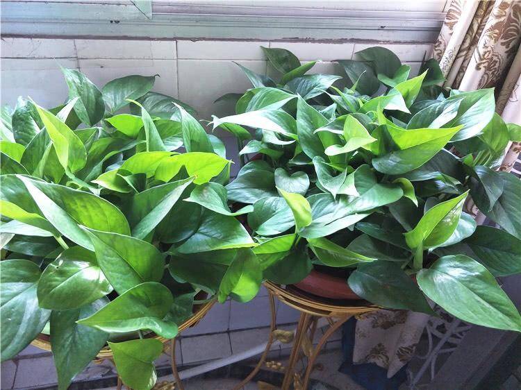 addie moa tweet media