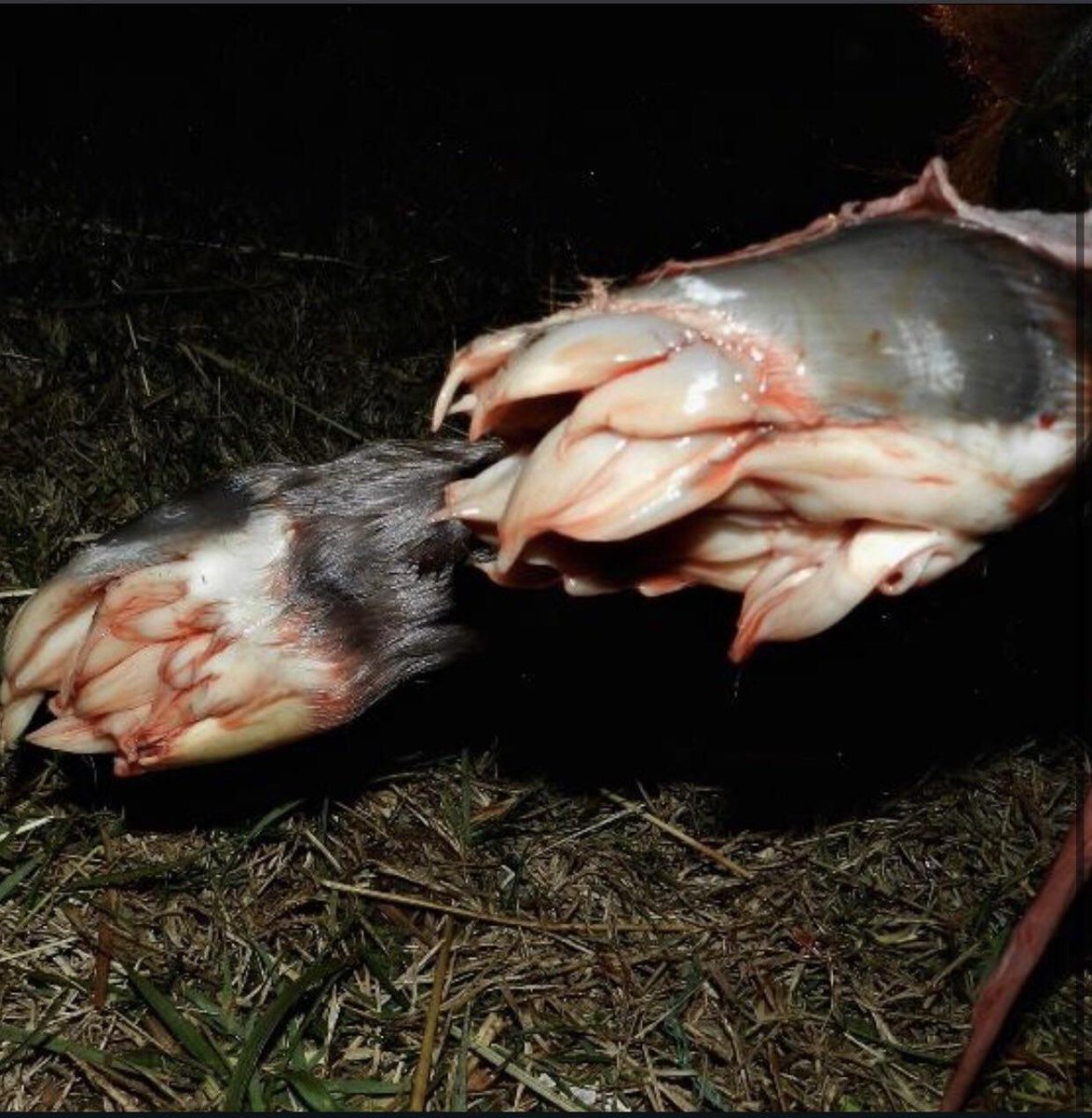 Comunidad Biológica tweet media