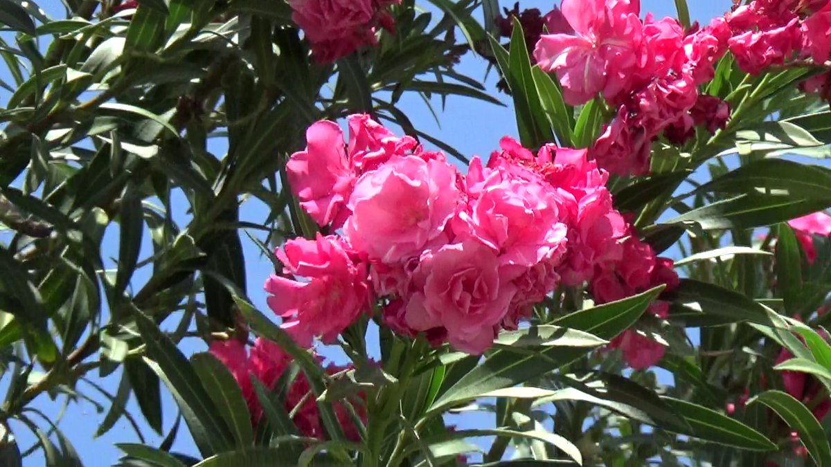 Splendor at the edge of the forest tweet media