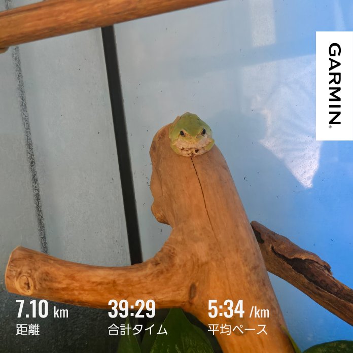 38NcuV0Jzi53826's tweet image. 仕事前早朝ラン

ジョグ7.1㎞

気持ちいいくらいに自然にビルドアップ🏃

朝5時前からトランペット吹いてる人いて乗せられた🎺

#朝ラン
#ランニング
#garmin #beatyesterday