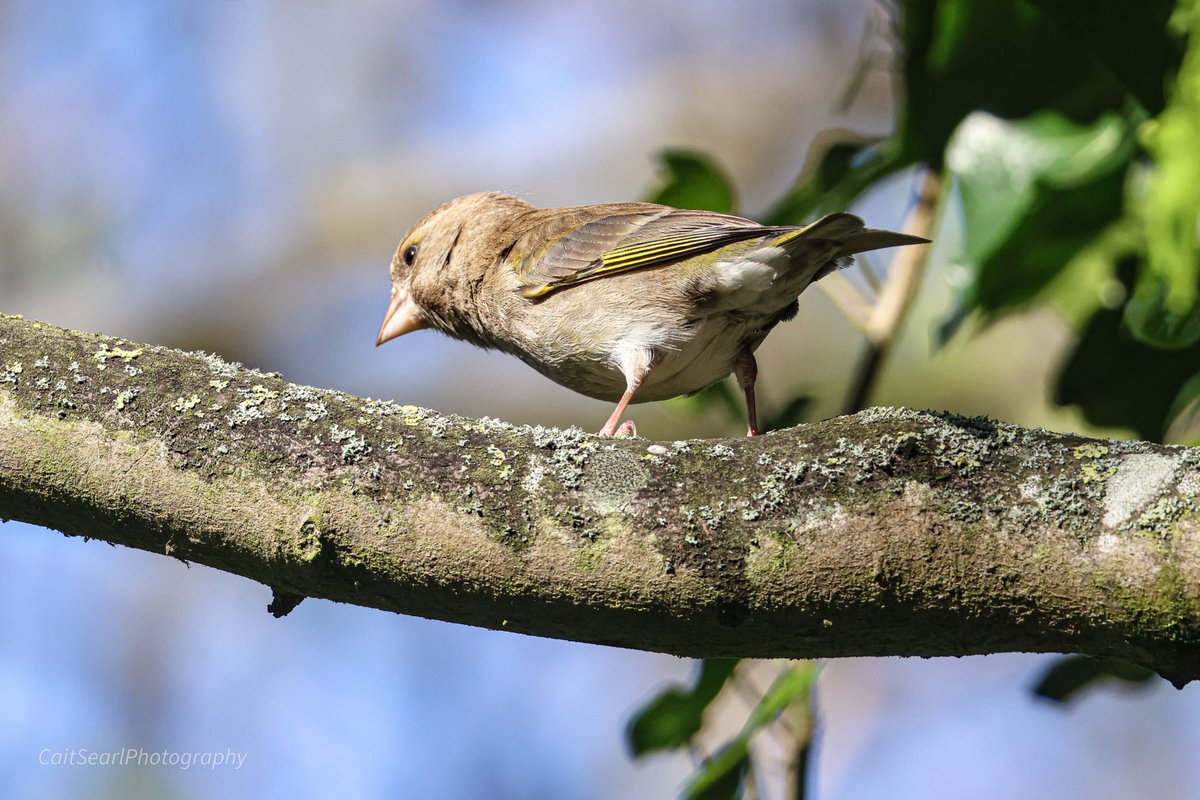 Cait Searl tweet media