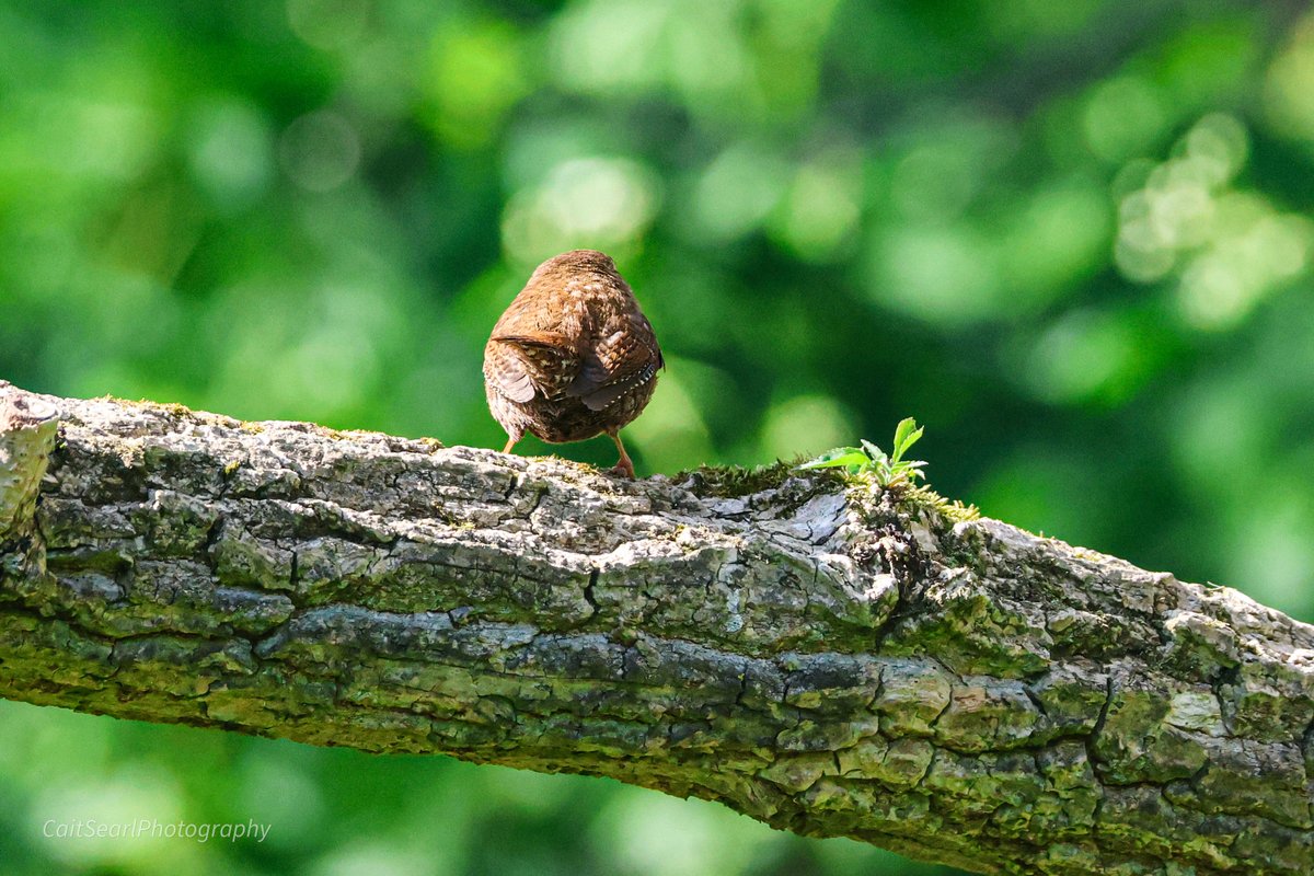 Cait Searl tweet media