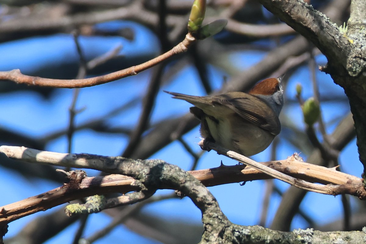 Cait Searl tweet media