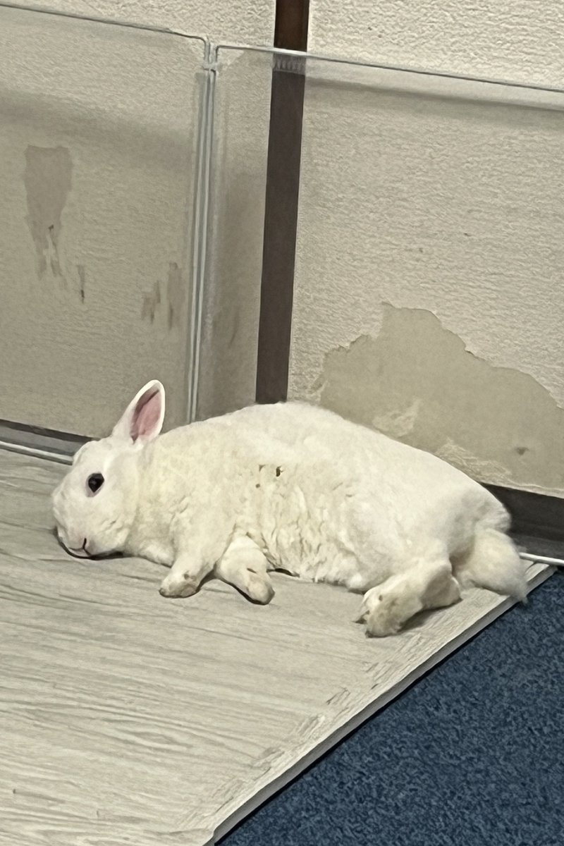 かぴさん(｀ｴ´) tweet media