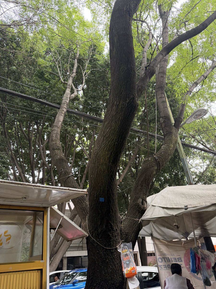 🅿️🅰️🅾️ tweet media