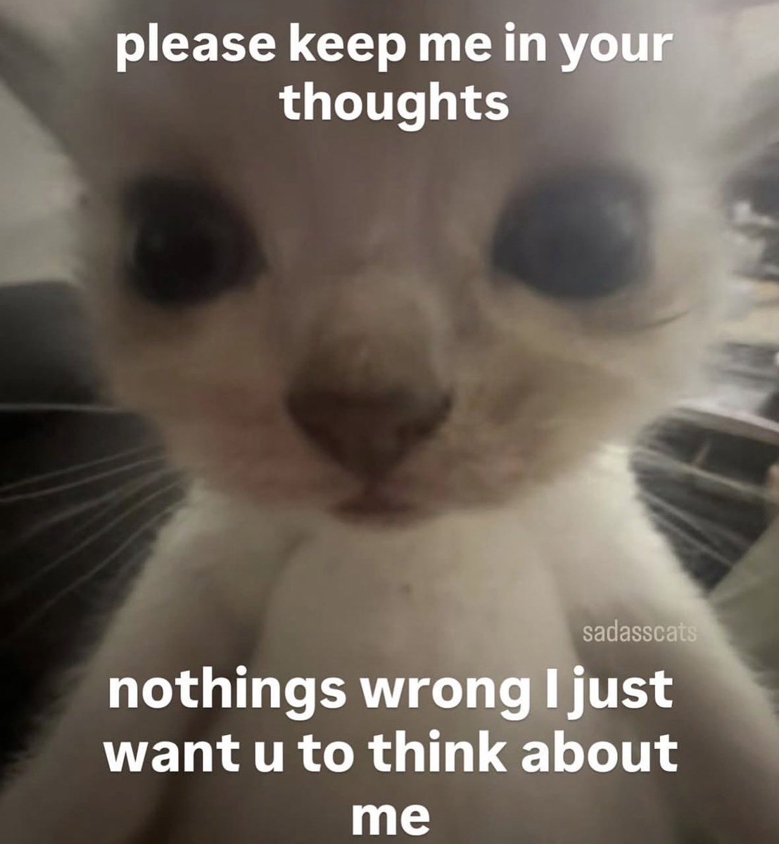 LiterallyMeCats tweet media