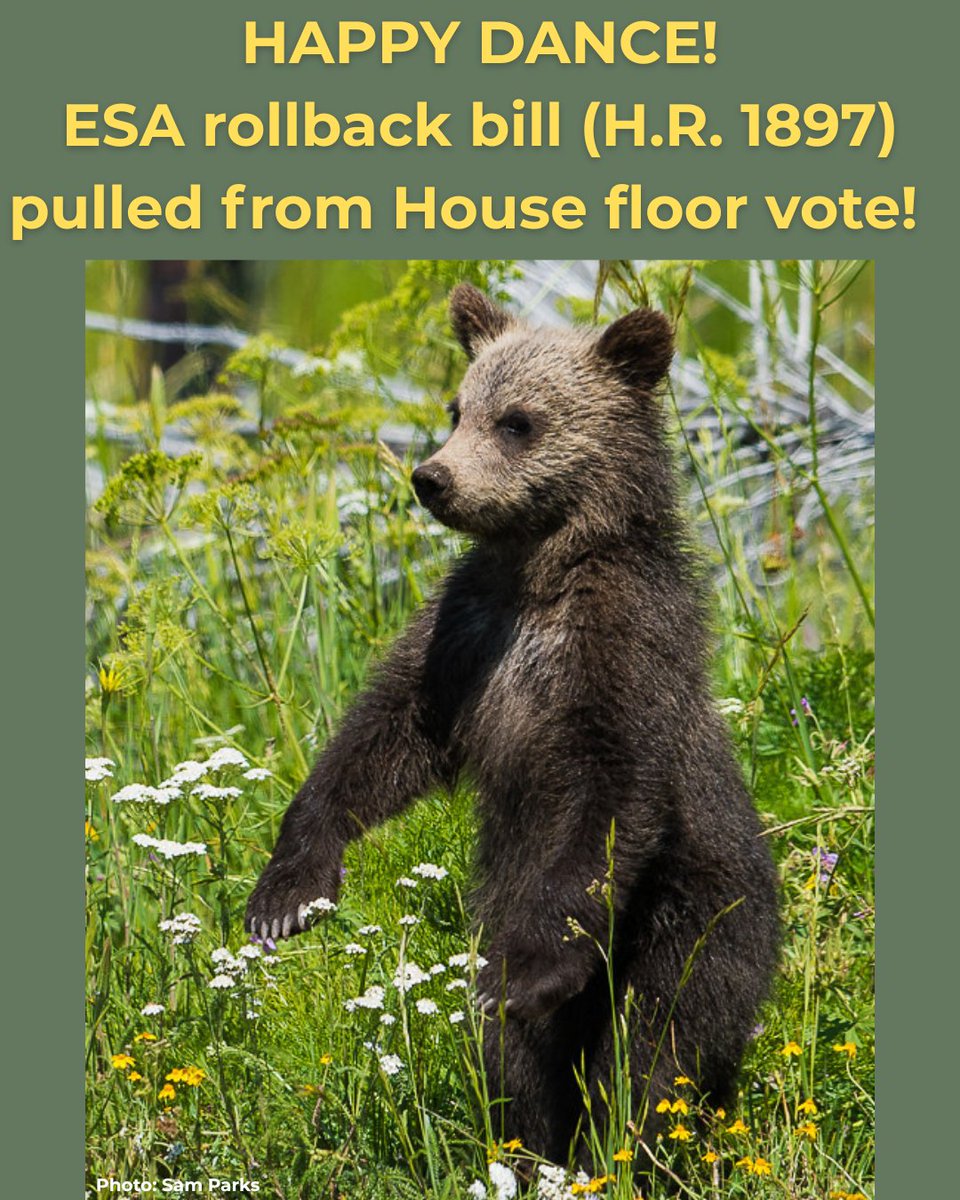 WildernessWatch's tweet photo. We are incredibly grateful for our members and supporters who rose up and sent over 8,100 messages to your U.S. House Rep urging them to oppose H.R. 1897!

Your emails and phone calls clearly helped make a difference...THANK YOU!

And HAPPY EARTH DAY! https://t.co/tHAwkpLtqX