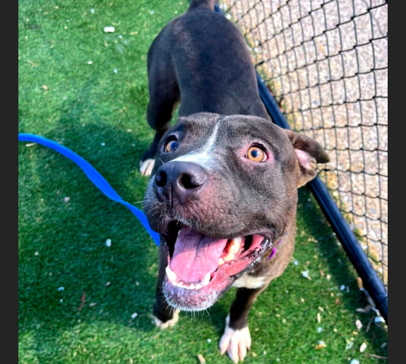 HollywoodDogs's tweet image. Saurez, a "deeply affectionate" 6-year-old who "truly enjoys being around his human friends," is at a full shelter in #Philadelphia, #PA and is in IMMEDIATE need of adoption, a foster home, or rescue adoptapet.com/pet/47595740-p… #URGENT #AdoptableDogofDay 🐶