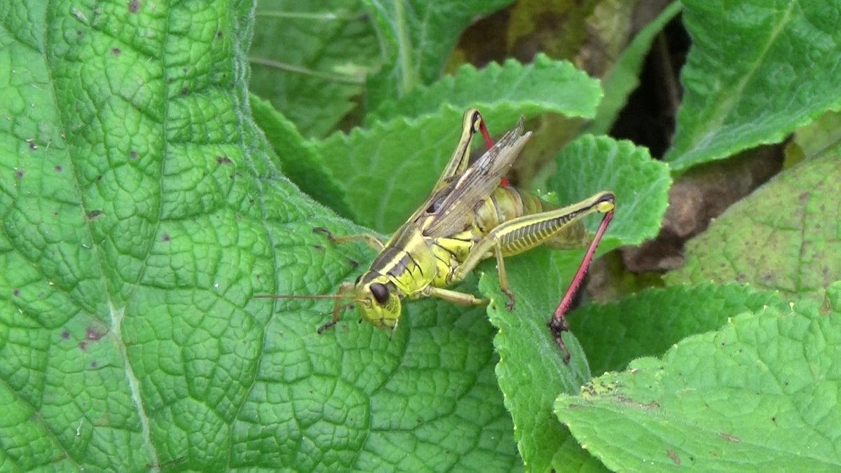 Splendor at the edge of the forest tweet media