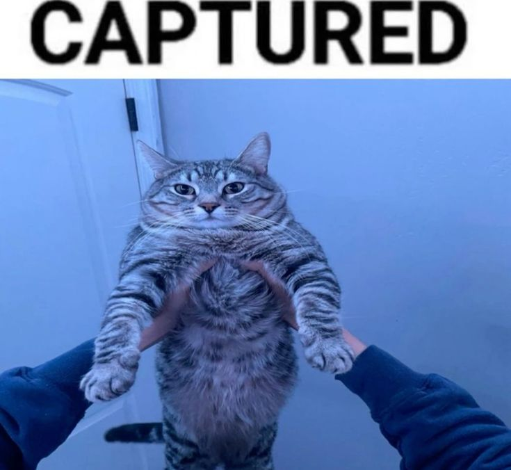 Basil tweet media