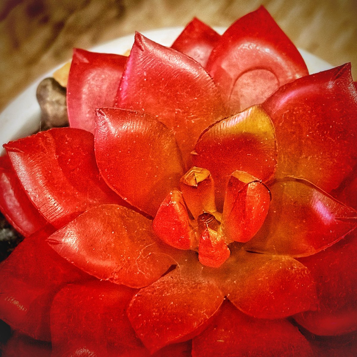 ShangRila tweet media