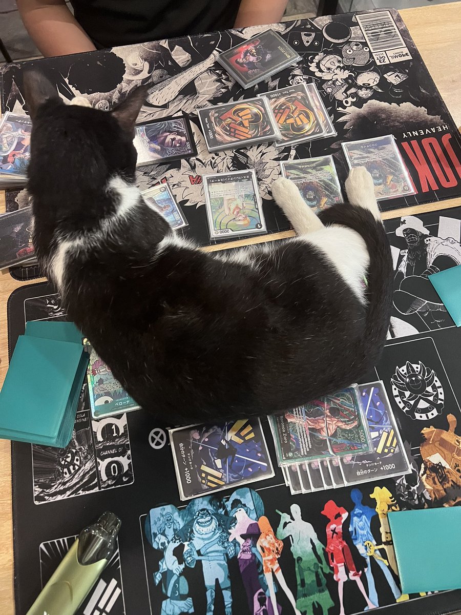 Suseppp's tweet photo. mr. cat blocked my 11k swing 🐈‍⬛ https://t.co/TcVtaaUl1U