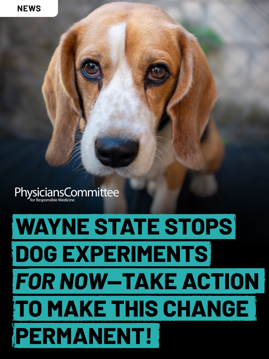 PCRM's tweet photo. BREAKING NEWS: Wayne State’s dog experiments are stopped—for now.
We can make this permanent. Tell the NIH: no new funding. https://t.co/glkHqpJn2j
#QueeniesLaw #EndDogExperiments https://t.co/6XbzCnZvjc