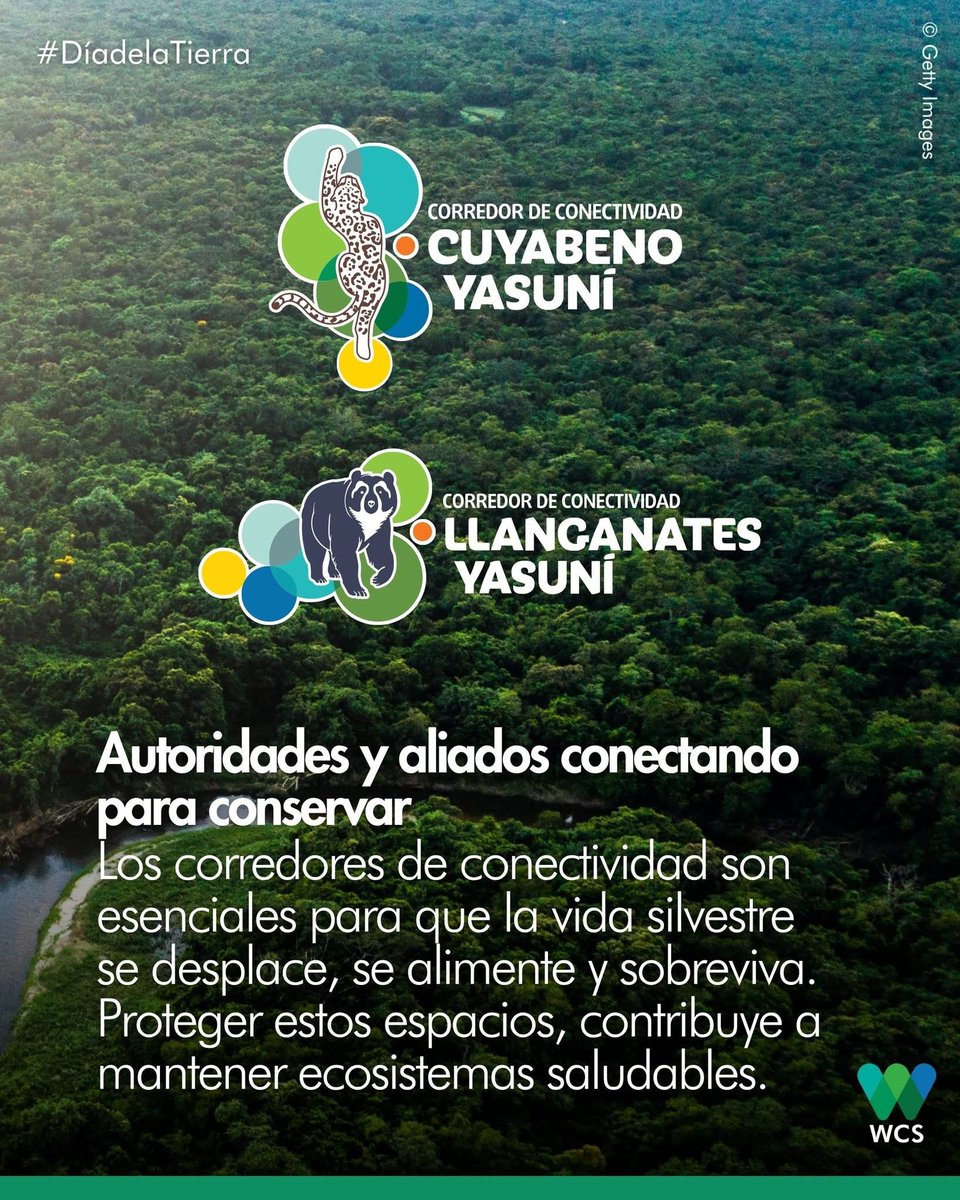 WCS Ecuador 💚💙 tweet media