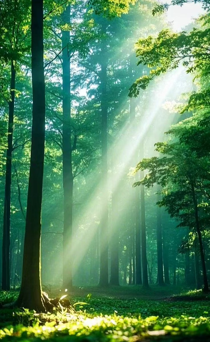 Sonia De Tomasi tweet media