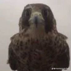 بث برق tweet media