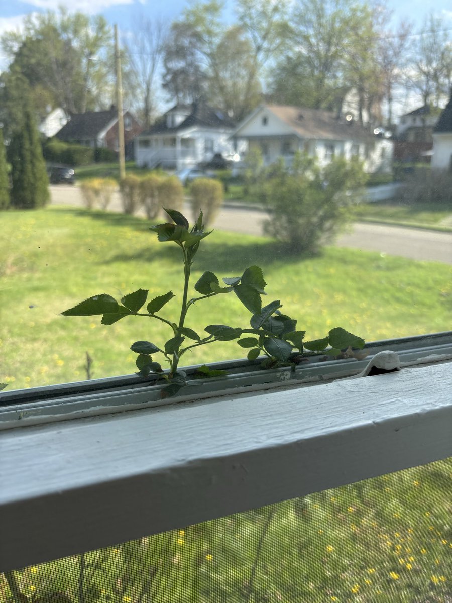 ☧ Bobby James tweet media