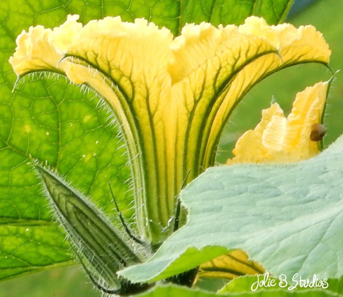 Jolie B Studios tweet media