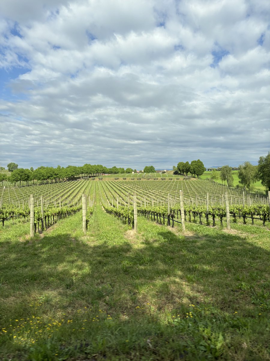 SteenbergenTina's tweet photo. These Italian vineyards are straight-up GORGEOUS 😍🍇💖 #NorthItalyCountryside https://t.co/lSTUdsdTgT