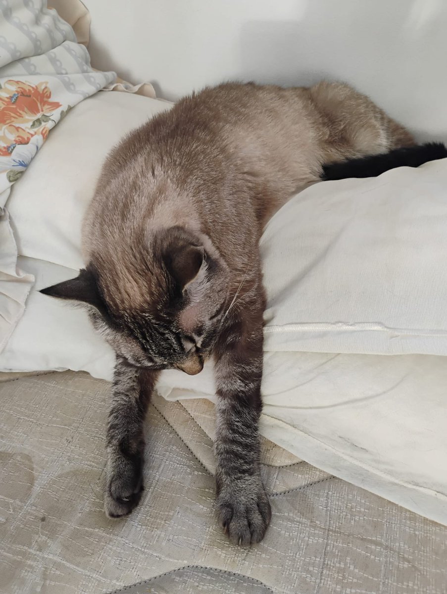 Simeci1's tweet photo. @DivaDepressao Tenho duas gatinhas e o gato mais dramático do mundo 👇🏻😅🩷🩷🩷🩷 https://t.co/9M51fmPeQU