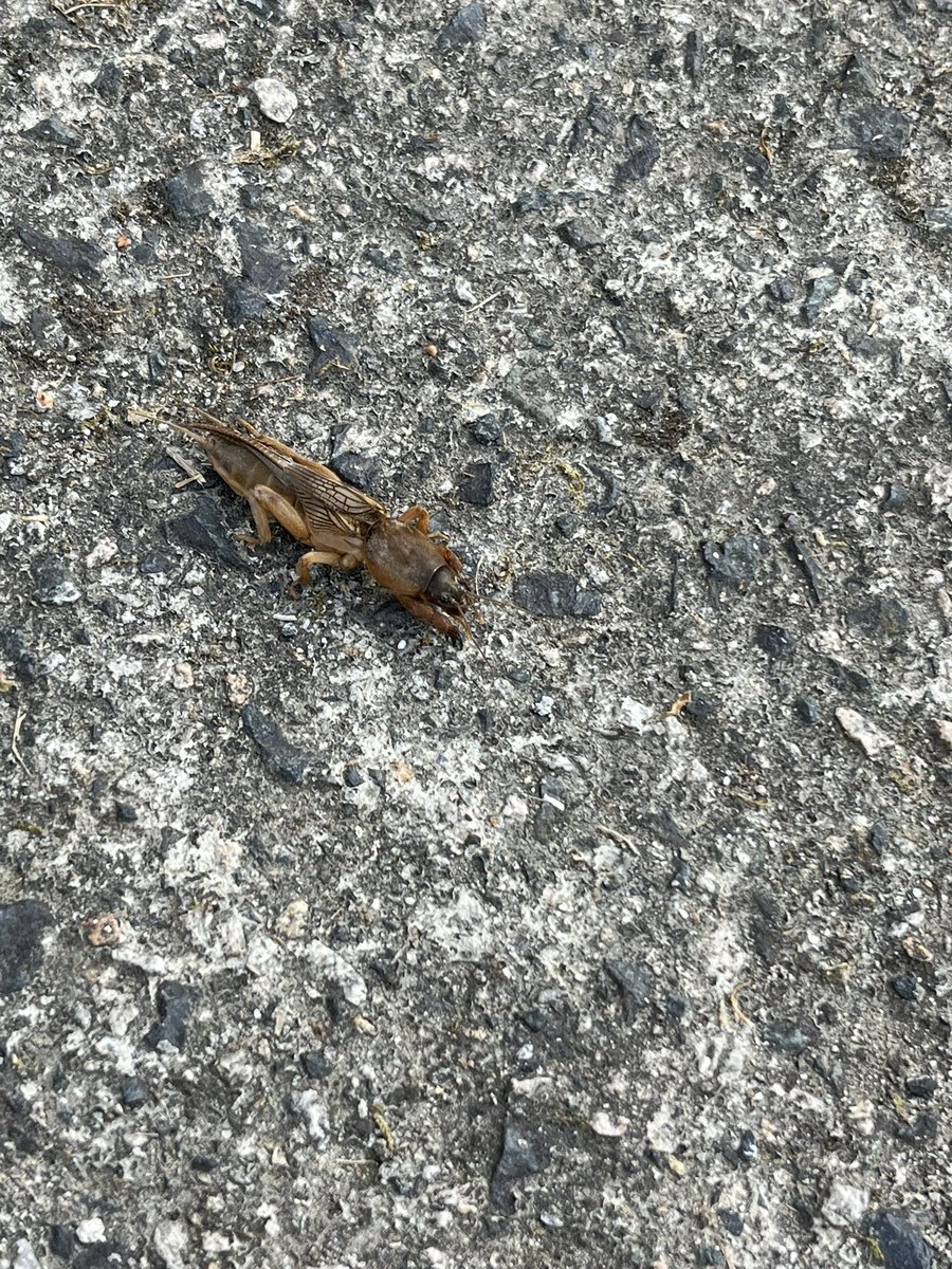 CristianBujan's tweet photo. @BichoDatos holi bichidatos me encontre este bicho fuera de casa y no tengo ni idea de que se trata, vivo en el interior de galicia españa 💖 https://t.co/ZUlLdXyznj
