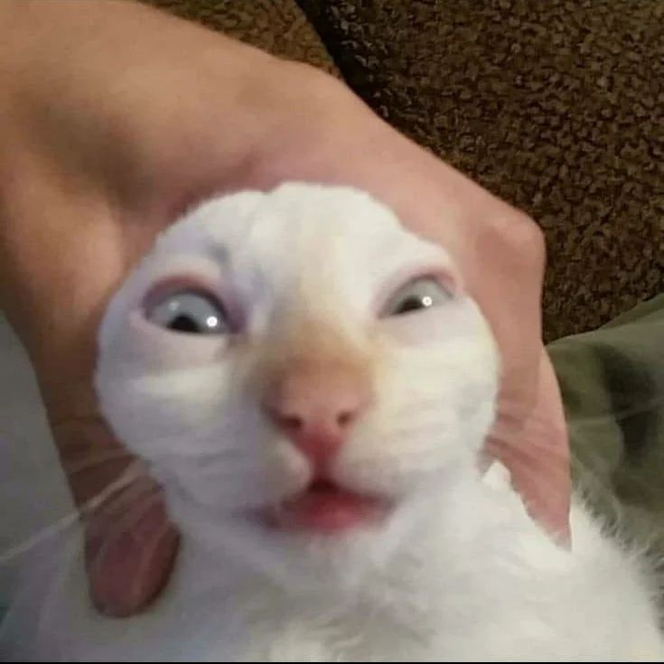 Punch Cat tweet media