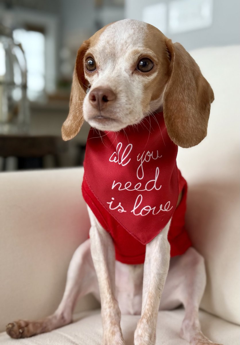 LemonBeagleBeau tweet media