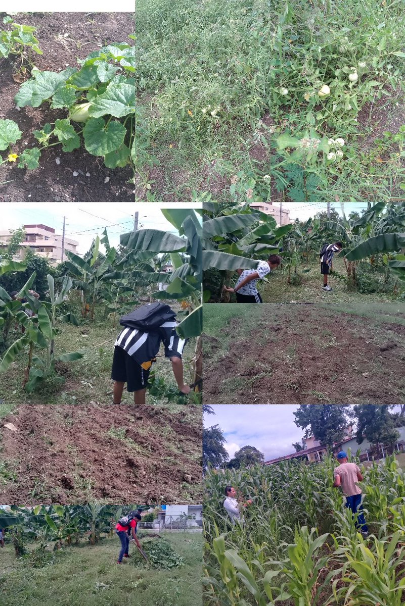Educandos del IPVCE Antonio Maceo Grajales participan en las labores en el huerto intensivo.
#SantiagodeCuba