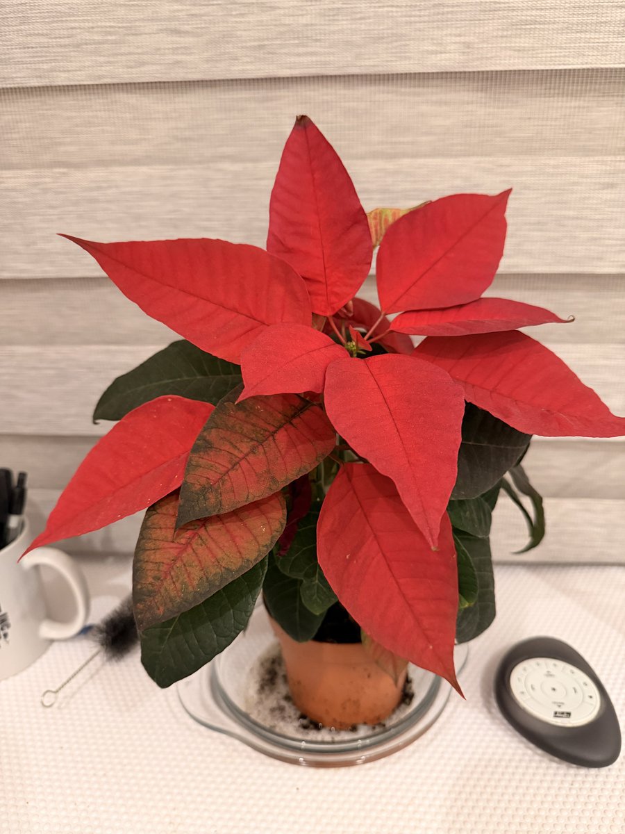 simonjhutton's tweet photo. @marksandspencer 2 months later and still going strong. Don’t think it’s lost a single leaf. https://t.co/Mh8FcHUUvw