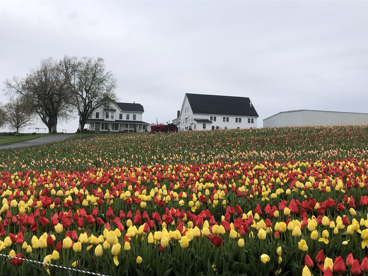 Howard Miller & Lulu tweet media