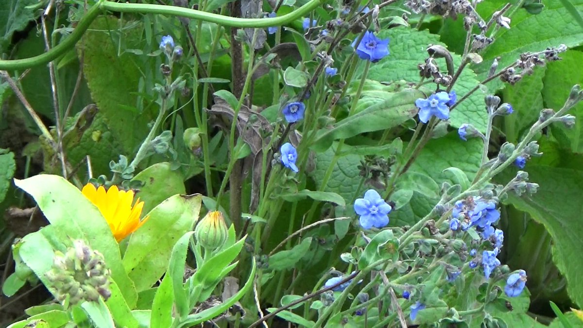 Splendor at the edge of the forest tweet media