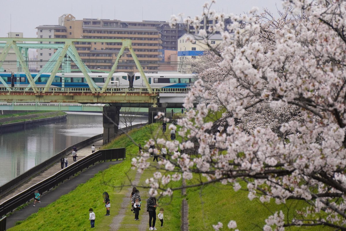 masashiz2's tweet image. おはようございます！(:D)┓
【新河岸川橋梁】E257系[踊り子]伊豆急下田/修善寺-東京→からの回送：並行する荒川との堤防に咲く桜、季節の瞬間！
【飛鳥山停留場】東京さくらトラム7700形 緑：飛鳥山の桜
【王子駅前停留場 付近】東京さくらトラム8900形 黄：飛鳥山のつつじ
【赤羽駅】E491系East i-E