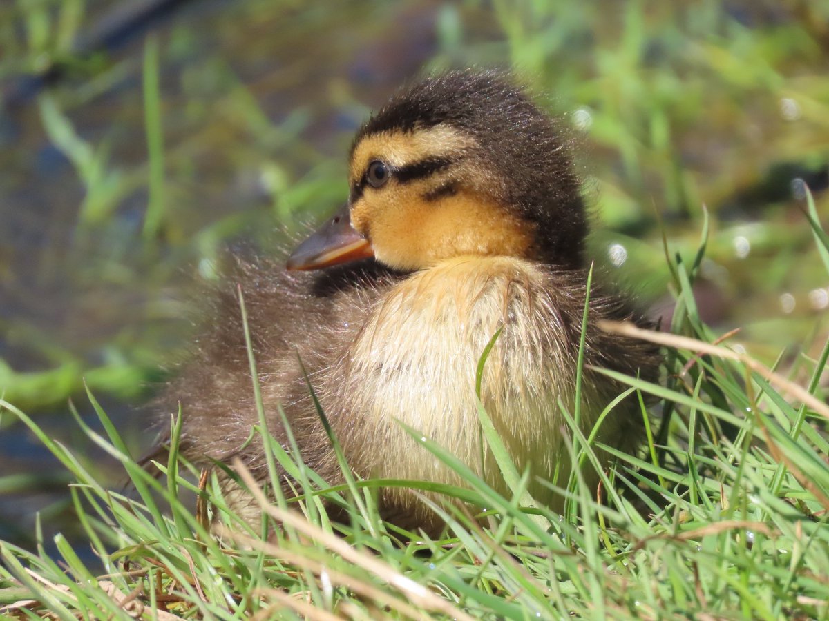mabohari's tweet image. #TwitterNatureCommunity
#NaturePhotography  #JuraMountains #birds