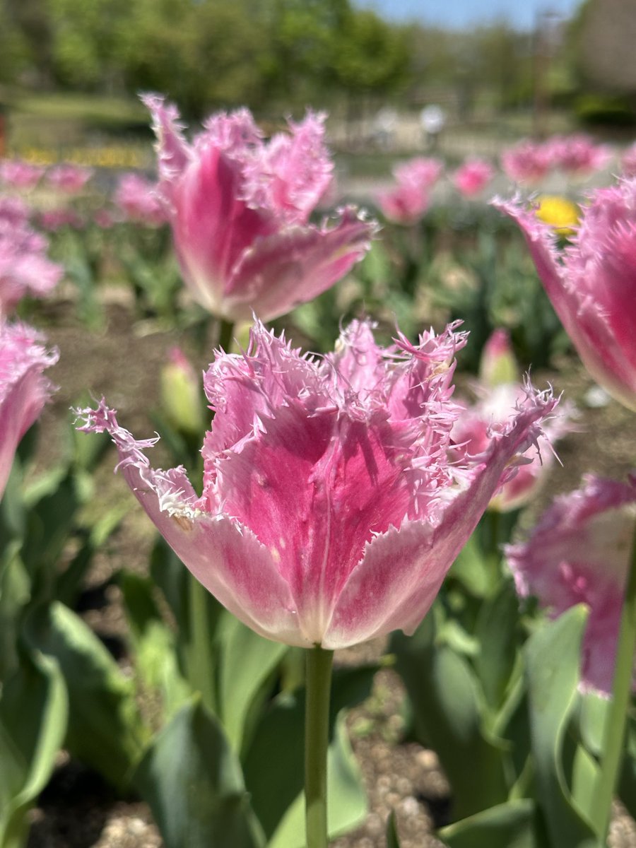 yfftn650's tweet image. 笑顔で過ごせますように
#flower
#tulip