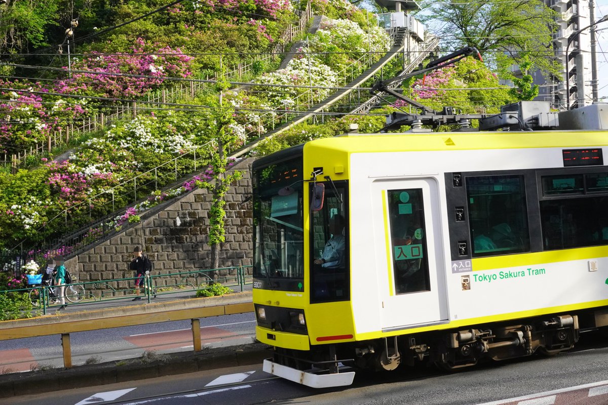 masashiz2's tweet image. おはようございます！(:D)┓
【新河岸川橋梁】E257系[踊り子]伊豆急下田/修善寺-東京→からの回送：並行する荒川との堤防に咲く桜、季節の瞬間！
【飛鳥山停留場】東京さくらトラム7700形 緑：飛鳥山の桜
【王子駅前停留場 付近】東京さくらトラム8900形 黄：飛鳥山のつつじ
【赤羽駅】E491系East i-E