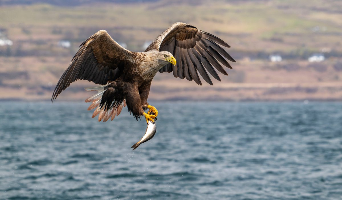 Les Cater Wildlife photographer tweet media