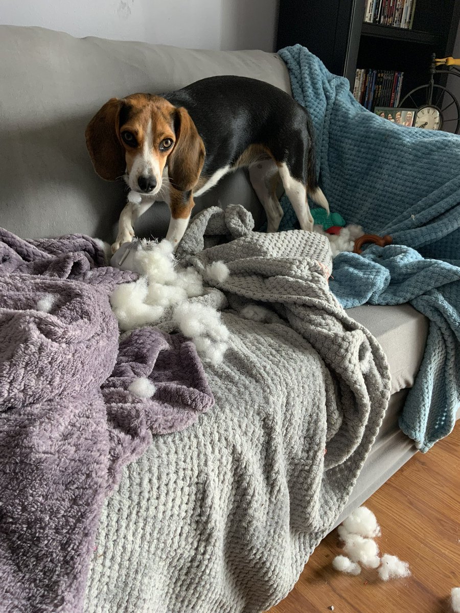 cack1229's tweet image. Happy #NationalBeagleDay to all the #beagle lovers out there! #beaglefacts We love them despite, or maybe because of, their naughty behavior 🤭