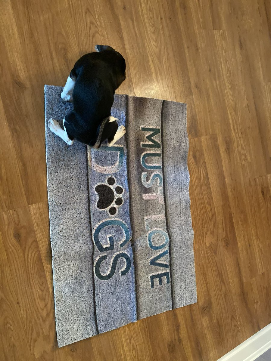 cack1229's tweet image. Happy #NationalBeagleDay to all the #beagle lovers out there! #beaglefacts We love them despite, or maybe because of, their naughty behavior 🤭